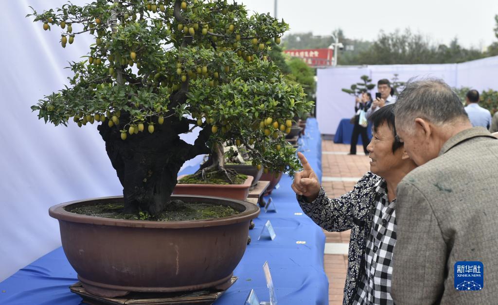 菠菜导航网
